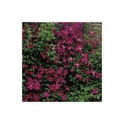 50-90cm Clematis Madame Julia Correvon (C) | 3L Pot | Clematis Viticella 10 50-90cm Clematis Madame Julia Correvon (C) | 3L Pot | Clematis Viticella -Bedding Plants Sales PL13648 add image 3 8ab0