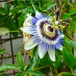 Blue Passion Flower | Passiflora Caerulea -Bedding Plants Sales PL13657 add image 2 98cb