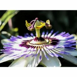 Blue Passion Flower | Passiflora Caerulea -Bedding Plants Sales PL13657 add image 3 3a25