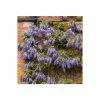50-90cm 3ft Wisteria Brachybotrys 'Okayama' | 3L Pot |