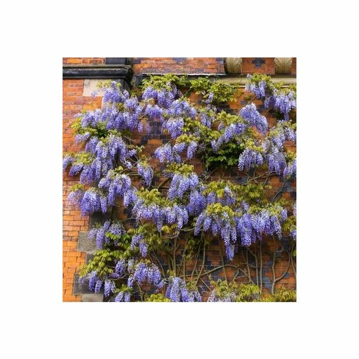 50-90cm 3ft Wisteria Brachybotrys 'Okayama' | 3L Pot | 1 50-90cm 3ft Wisteria Brachybotrys 'Okayama' | 3L Pot |