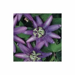 2-3ft Passiflora Amethyst 'Lavender Lady' | 3L Pot | 8 2-3ft Passiflora Amethyst 'Lavender Lady' | 3L Pot | -Bedding Plants Sales PL13661 add image 1 0f3c