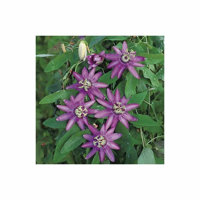 2-3ft Passiflora Amethyst 'Lavender Lady' | 3L Pot | 4 2-3ft Passiflora Amethyst 'Lavender Lady' | 3L Pot | - Image 4