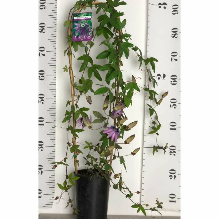 2-3ft Passiflora Amethyst 'Lavender Lady' | 3L Pot | 5 2-3ft Passiflora Amethyst 'Lavender Lady' | 3L Pot | - Image 5