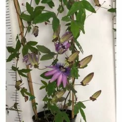 2-3ft Passiflora Amethyst 'Lavender Lady' | 3L Pot | 11 2-3ft Passiflora Amethyst 'Lavender Lady' | 3L Pot | -Bedding Plants Sales PL13661 add image 4 d134