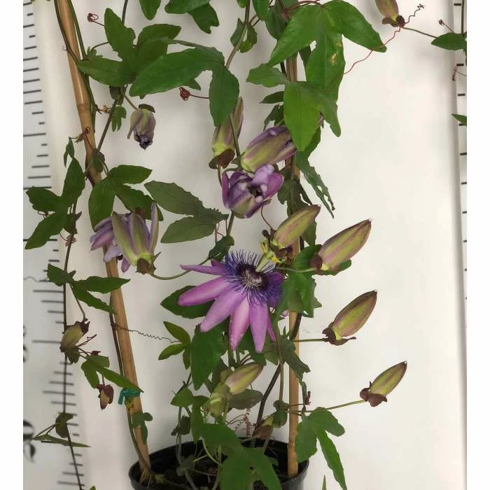 2-3ft Passiflora Amethyst 'Lavender Lady' | 3L Pot | 6 2-3ft Passiflora Amethyst 'Lavender Lady' | 3L Pot | - Image 6