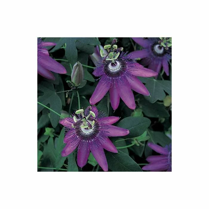 2-3ft Passiflora Amethyst 'Lavender Lady' | 3L Pot | 1 2-3ft Passiflora Amethyst 'Lavender Lady' | 3L Pot |