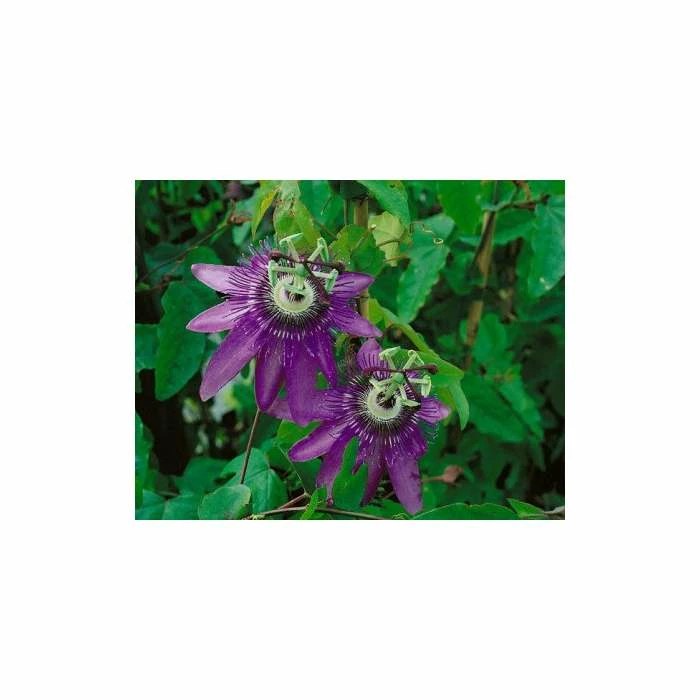 2-3ft Passiflora Amethyst 'Lavender Lady' | 3L Pot | 2 2-3ft Passiflora Amethyst 'Lavender Lady' | 3L Pot | - Image 2