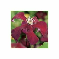 50-90cm Clematis 'Rebecca' - 3L Pot 7 50-90cm Clematis 'Rebecca' - 3L Pot -Bedding Plants Sales PL13662 add image 3 203b