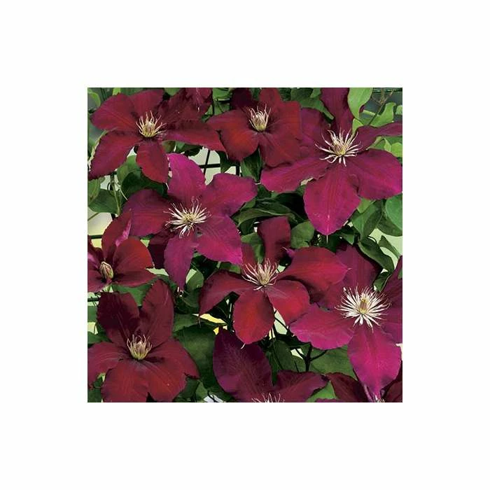 50-90cm Clematis 'Rebecca' - 3L Pot 1 50-90cm Clematis 'Rebecca' - 3L Pot