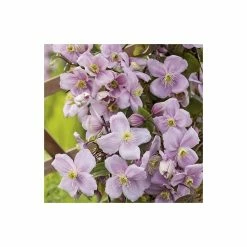 50-90cm Clematis Mayleen | 3L Pot | Clematis Montana -Bedding Plants Sales PL13664 add image 2 797d
