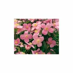 50-90cm Clematis Mayleen | 3L Pot | Clematis Montana