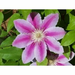 50-90cm Clematis 'Nelly Moser' - 3L Pot -Bedding Plants Sales PL13665 add image 1 d8a1