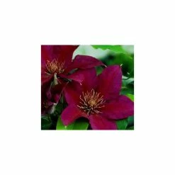 50-90cm Clematis 'Picardyâ„¢' by Raymond Evison - 3L Pot