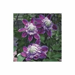 50-90cm Clematis 'Josephine' (Evijohill) - 3L Pot -Bedding Plants Sales PL13669 add image 3 06ef
