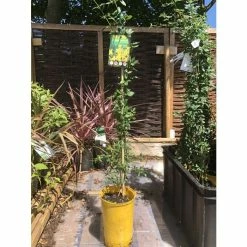 Winter Jasmine | Jasminium Nudiflorum 11 Winter Jasmine | Jasminium Nudiflorum -Bedding Plants Sales PL13671 add image 5 281a