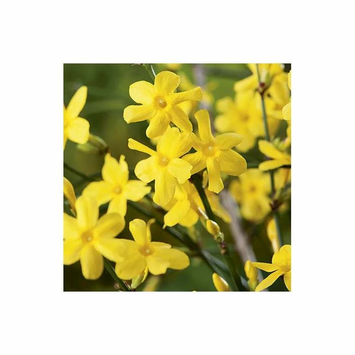 Winter Jasmine | Jasminium Nudiflorum 1 Winter Jasmine | Jasminium Nudiflorum