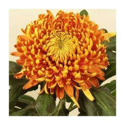 Chrysanthemum 'Astro Bronze' | Early Outdoor Bloom | 5 x Plug Plant