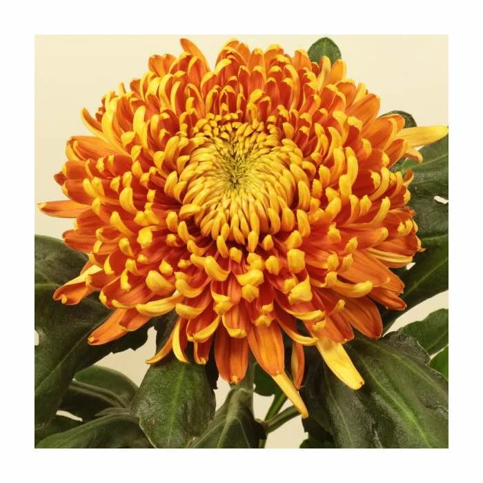 Chrysanthemum 'Astro Bronze' | Early Outdoor Bloom | 5 x Plug Plant 1 Chrysanthemum 'Astro Bronze' | Early Outdoor Bloom | 5 x Plug Plant