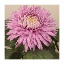 Chrysanthemum 'Pandion Pink' | Early Outdoor Bloom | 5 x Plug Plant