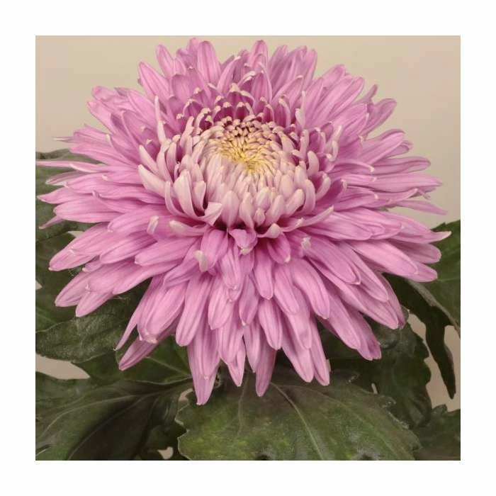 Chrysanthemum 'Pandion Pink' | Early Outdoor Bloom | 5 x Plug Plant 1 Chrysanthemum 'Pandion Pink' | Early Outdoor Bloom | 5 x Plug Plant