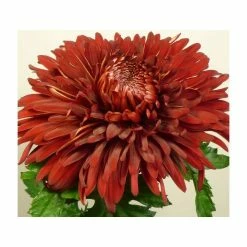 Chrysanthemum 'John Riley Red' | Early Outdoor Bloom | 5 x Plug Plant