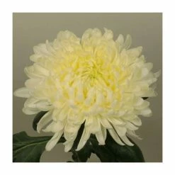 Chrysanthemum 'Allouise White' | Main Season Outdoor Bloom | 5 x Plug Plant