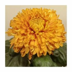 Chrysanthemum 'Bornholm Bronze' | Main Season Outdoor Bloom | 5 x Plug Plant