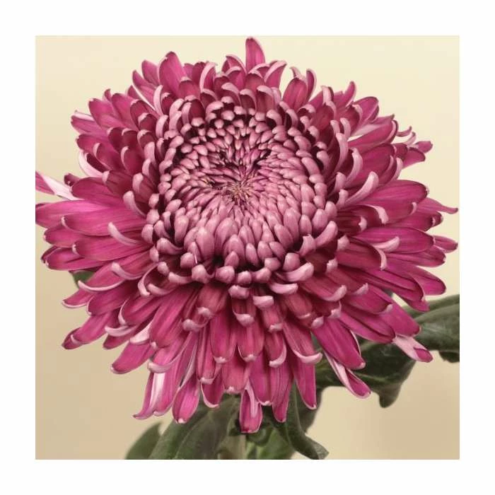 Chrysanthemum 'Regal Mist Purple' | Main Season Outdoor Bloom | 5 x Plug Plant 1 Chrysanthemum 'Regal Mist Purple' | Main Season Outdoor Bloom | 5 x Plug Plant