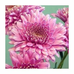 Chrysanthemum 'Gerrie Hoek Dark Pink' | Early Season Outdoor Spray | 5 x Plug Plant