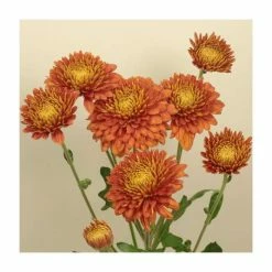 Chrysanthemum 'Pamela Bronze' | Early Season Outdoor Spray | 5 x Plug Plant