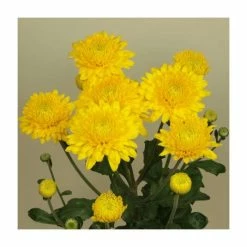 Chrysanthemum 'Pamela Yellow' | Early Season Outdoor Spray | 5 x Plug Plant