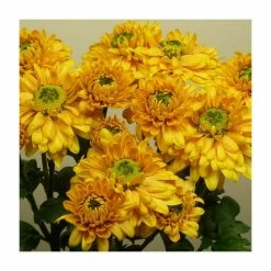 Chrysanthemum 'Danielle Bronze' | Main Season Outdoor Spray | 5 x Plug Plant