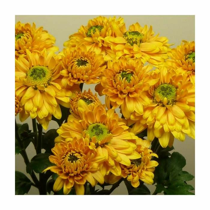 Chrysanthemum 'Danielle Bronze' | Main Season Outdoor Spray | 5 x Plug Plant 1 Chrysanthemum 'Danielle Bronze' | Main Season Outdoor Spray | 5 x Plug Plant