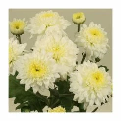 Chrysanthemum 'Julia White' | Main Season Outdoor Spray | 5 x Plug Plant