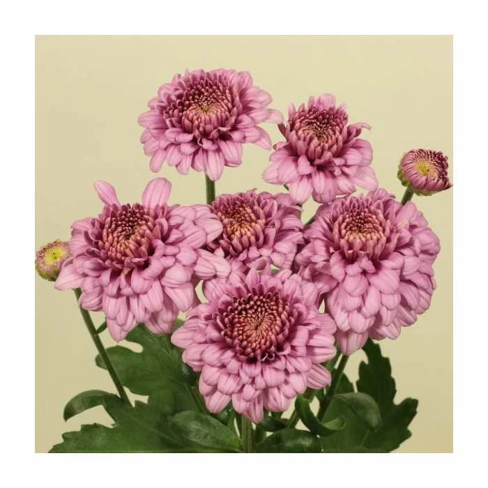 Chrysanthemum 'Payton Blaze Pink' | Main Season Outdoor Spray | 5 x Plug Plant 1 Chrysanthemum 'Payton Blaze Pink' | Main Season Outdoor Spray | 5 x Plug Plant
