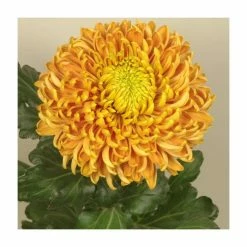 Chrysanthemum 'Princess Armgard Bronze' | Indoor Bloom | 5 x Plug Plant