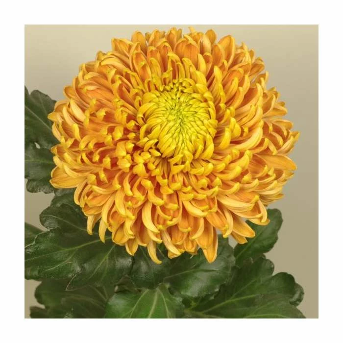Chrysanthemum 'Princess Armgard Bronze' | Indoor Bloom | 5 x Plug Plant 1 Chrysanthemum 'Princess Armgard Bronze' | Indoor Bloom | 5 x Plug Plant