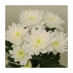 Chrysanthemum 'Baltica White' | Indoor Spray | 5 x Plug Plant