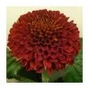 Chrysanthemum 'Kiev Red' | Indoor Spray | 5 x Plug Plant