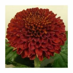 Chrysanthemum 'Kiev Red' | Indoor Spray | 5 x Plug Plant