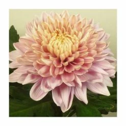 Chrysanthemum 'Oefa Pink' | Indoor Spray | 5 x Plug Plant