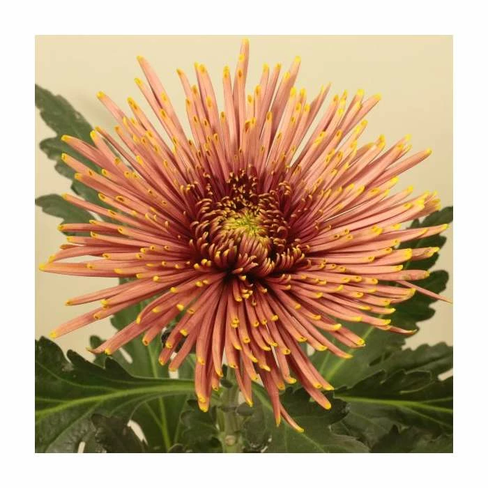Chrysanthemum 'Tula Carmella' | Crossover Series | 5 x Plug Plant 1 Chrysanthemum 'Tula Carmella' | Crossover Series | 5 x Plug Plant