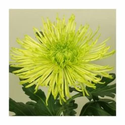 Chrysanthemum 'Tula Green' | Crossover Series | 5 x Plug Plant