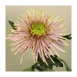 Chrysanthemum 'Tula Pink' | Crossover Series | 5 x Plug Plant