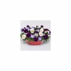'Berries ‘n Cream' Speed Planter for Hanging Baskets | Pansy Cool Wave® -Bedding Plants Sales PL6212 add image 2 e630