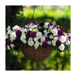 'Berries ‘n Cream' Speed Planter for Hanging Baskets | Pansy Cool Wave®