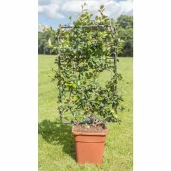 Star Jasmine | Trachelospermum jasminoides -Bedding Plants Sales PL800718L add image 1 81ad
