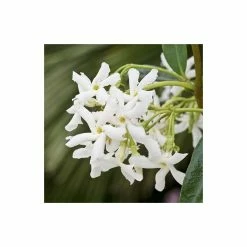 Star Jasmine | Trachelospermum jasminoides -Bedding Plants Sales PL800718L add image 2 1434