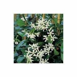 Star Jasmine | Trachelospermum jasminoides -Bedding Plants Sales PL800718L add image 3 9cd1